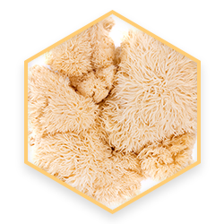 prd-xenadrine-mushroom-super-stack-lionmane-hex